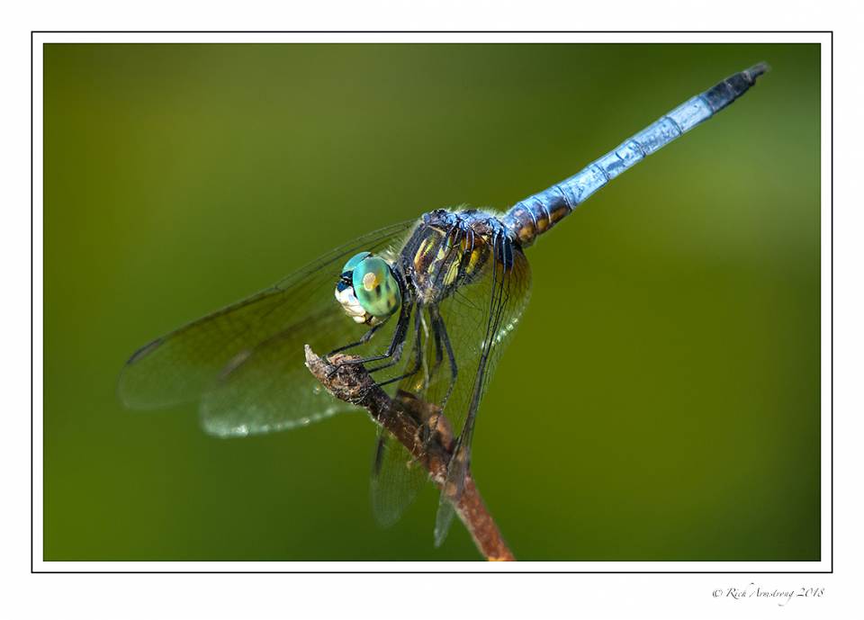 dragonfly 8 copy copy.jpg